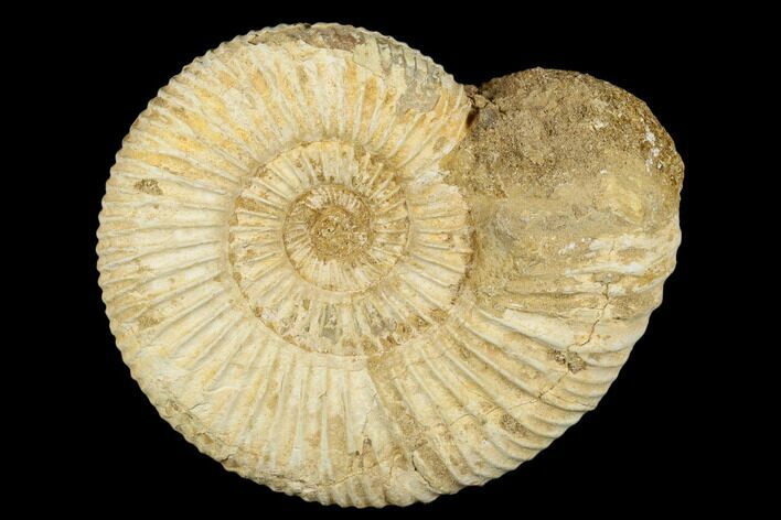 Jurassic Ammonite (Perisphinctes) Fossil - Madagascar #182008